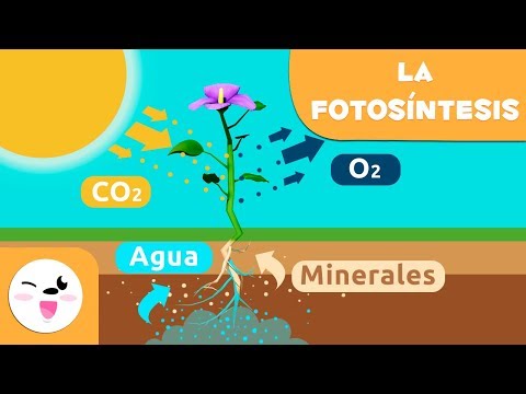 El papel fundamental de las plantas en la producción de oxígeno en el planeta